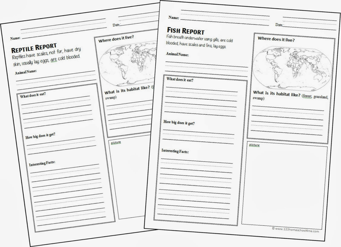 FREE Animal Report Template